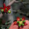 Fotografia 5 da espécie Ochna serrulata do Jardim Botânico UTAD