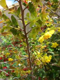 Fotografia da espécie Ochna serrulata