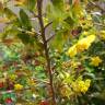 Fotografia 6 da espécie Ochna serrulata do Jardim Botânico UTAD