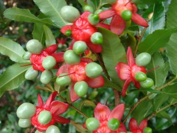 Fotografia da espécie Ochna serrulata