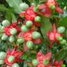 Fotografia 7 da espécie Ochna serrulata do Jardim Botânico UTAD