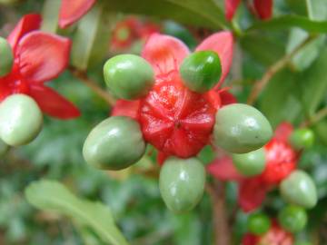 Fotografia da espécie Ochna serrulata