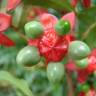 Fotografia 8 da espécie Ochna serrulata do Jardim Botânico UTAD