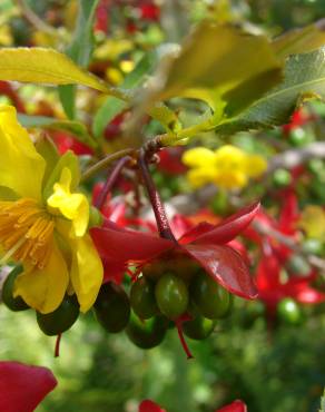 Fotografia 9 da espécie Ochna serrulata no Jardim Botânico UTAD