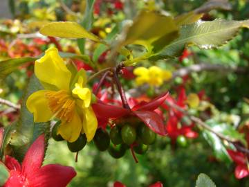 Fotografia da espécie Ochna serrulata