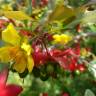 Fotografia 9 da espécie Ochna serrulata do Jardim Botânico UTAD