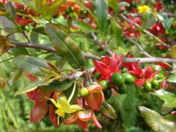 Fotografia da espécie Ochna serrulata