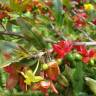 Fotografia 10 da espécie Ochna serrulata do Jardim Botânico UTAD