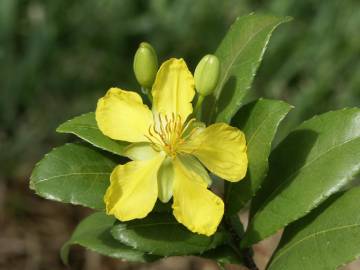 Fotografia da espécie Ochna serrulata