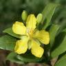 Fotografia 11 da espécie Ochna serrulata do Jardim Botânico UTAD