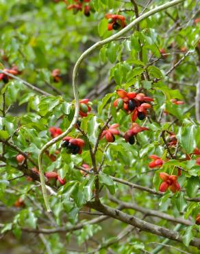 Fotografia 13 da espécie Ochna serrulata no Jardim Botânico UTAD