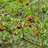 Fotografia 13 da espécie Ochna serrulata do Jardim Botânico UTAD