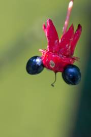 Fotografia da espécie Ochna serrulata