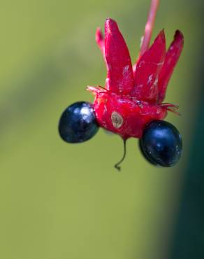 Fotografia 14 da espécie Ochna serrulata no Jardim Botânico UTAD