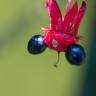 Fotografia 14 da espécie Ochna serrulata do Jardim Botânico UTAD