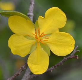 Fotografia da espécie Ochna serrulata