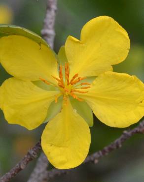 Fotografia 15 da espécie Ochna serrulata no Jardim Botânico UTAD