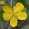 Fotografia 15 da espécie Ochna serrulata do Jardim Botânico UTAD