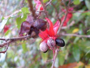 Fotografia da espécie Ochna serrulata