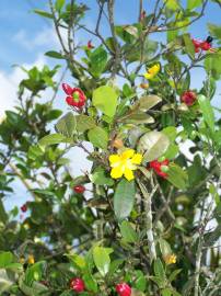 Fotografia da espécie Ochna serrulata