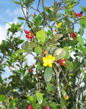 Fotografia 17 da espécie Ochna serrulata no Jardim Botânico UTAD