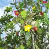 Fotografia 17 da espécie Ochna serrulata do Jardim Botânico UTAD