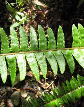 Fotografia 1 da espécie Nephrolepis exaltata no Jardim Botânico UTAD