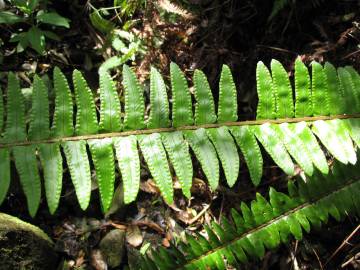 Fotografia da espécie Nephrolepis exaltata