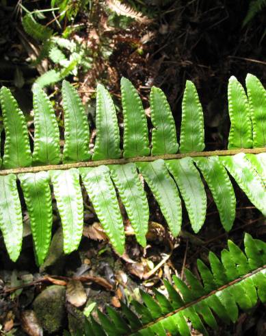 Fotografia de capa Nephrolepis exaltata - do Jardim Botânico