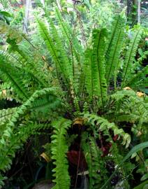 Fotografia da espécie Nephrolepis exaltata