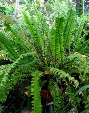 Fotografia 3 da espécie Nephrolepis exaltata no Jardim Botânico UTAD