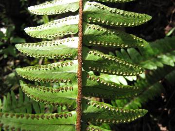 Fotografia da espécie Nephrolepis exaltata