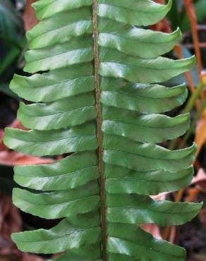 Fotografia 5 da espécie Nephrolepis exaltata no Jardim Botânico UTAD