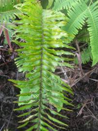 Fotografia da espécie Nephrolepis exaltata