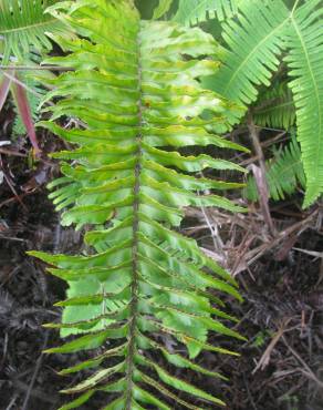 Fotografia 6 da espécie Nephrolepis exaltata no Jardim Botânico UTAD