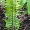 Fotografia 6 da espécie Nephrolepis exaltata do Jardim Botânico UTAD