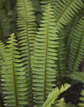 Fotografia 7 da espécie Nephrolepis exaltata no Jardim Botânico UTAD