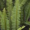 Fotografia 7 da espécie Nephrolepis exaltata do Jardim Botânico UTAD