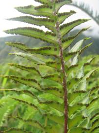 Fotografia da espécie Nephrolepis exaltata