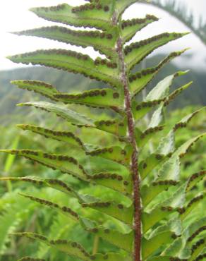 Fotografia 9 da espécie Nephrolepis exaltata no Jardim Botânico UTAD