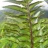 Fotografia 9 da espécie Nephrolepis exaltata do Jardim Botânico UTAD