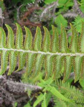 Fotografia 10 da espécie Nephrolepis exaltata no Jardim Botânico UTAD