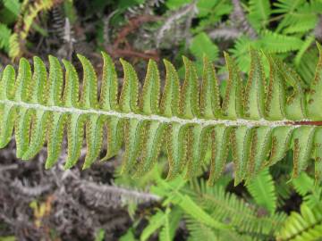 Fotografia da espécie Nephrolepis exaltata