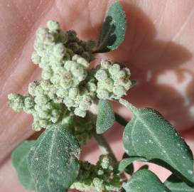 Fotografia da espécie Chenopodium vulvaria