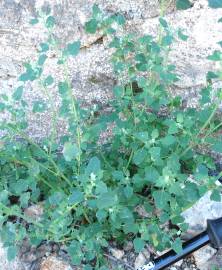 Fotografia da espécie Chenopodium opulifolium