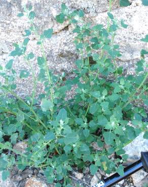 Fotografia 12 da espécie Chenopodium opulifolium no Jardim Botânico UTAD