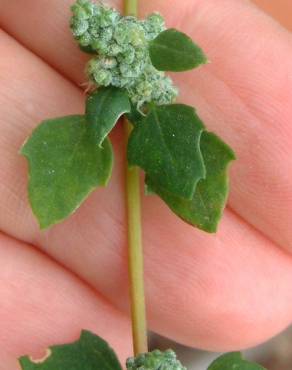 Fotografia 13 da espécie Chenopodium opulifolium no Jardim Botânico UTAD