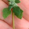 Fotografia 13 da espécie Chenopodium opulifolium do Jardim Botânico UTAD