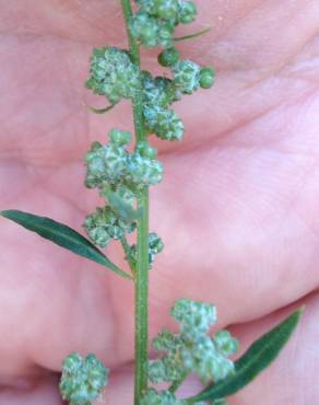 Fotografia 14 da espécie Chenopodium opulifolium no Jardim Botânico UTAD