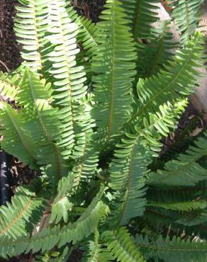 Fotografia 11 da espécie Nephrolepis exaltata no Jardim Botânico UTAD